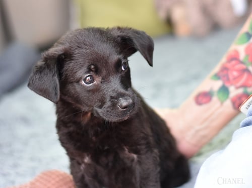 CHANEL GABRIELLE - Dachshund available for adoption