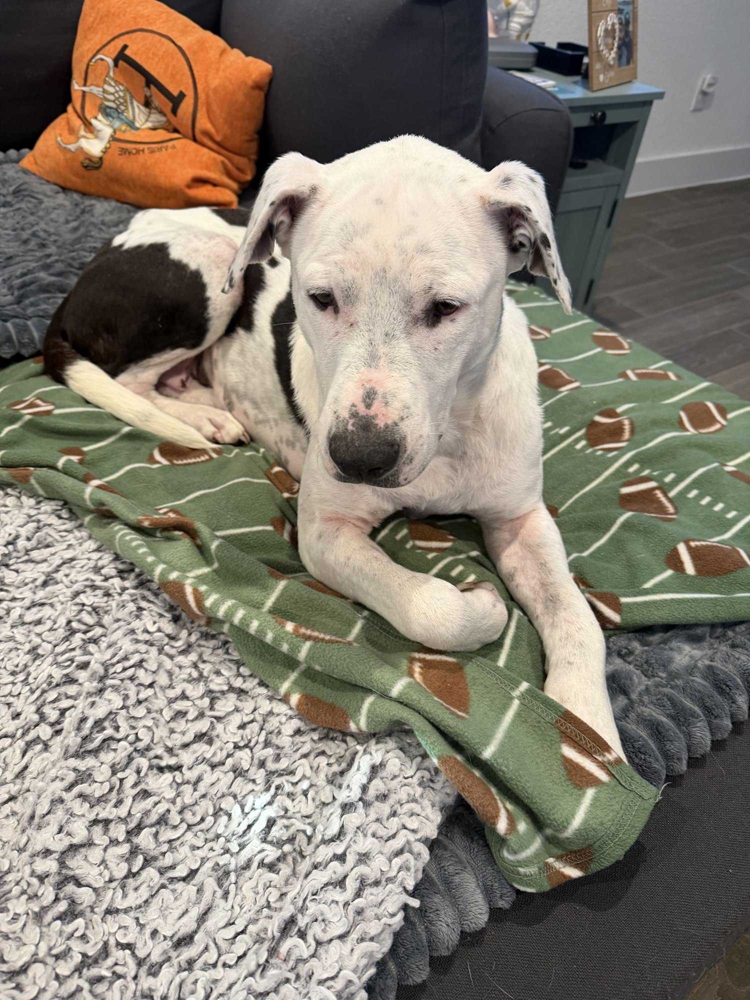 MIA - Labrador Retriever available for adoption