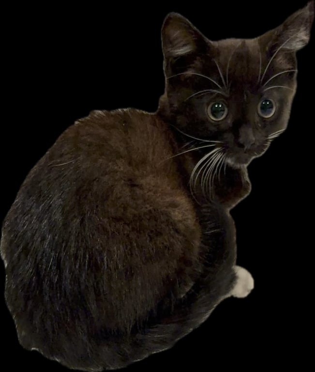 Pebbles Image