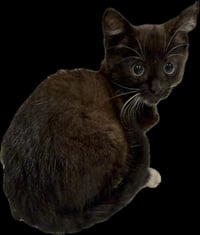 Pebbles - Photo 1