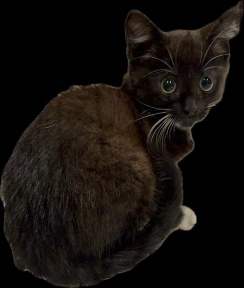 PEBBLES - Domestic Medium Hair for adoption in The Woodlands