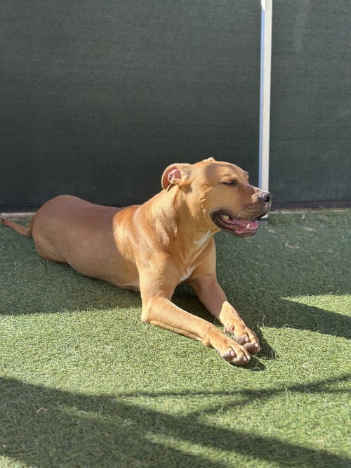 WAFFLES - Bulldog available for adoption