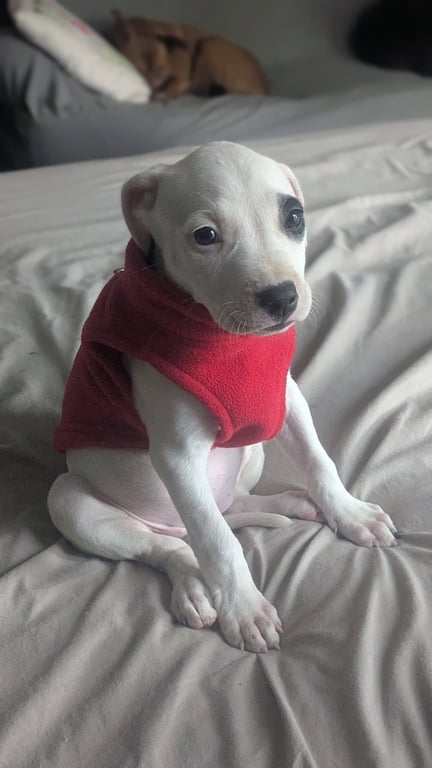 Tasha Image