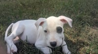 Tasha - Photo 3