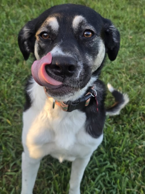 HOLLY MAE - Anatolian Shepherd available for adoption