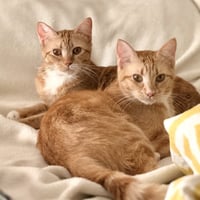 Roux and Red - Photo 1
