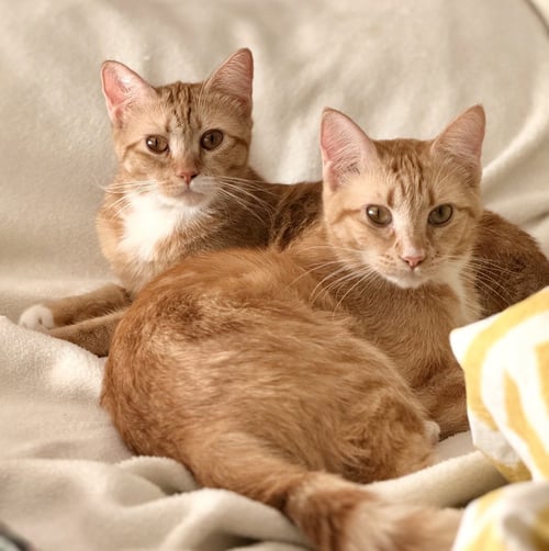 ROUX AND RED
