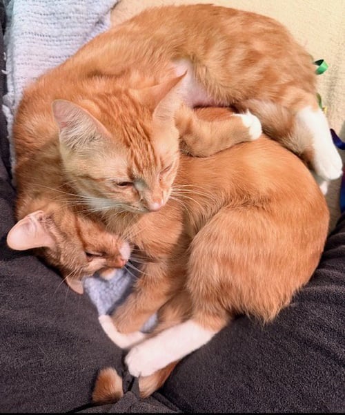 ROUX AND RED - Domestic Short Hair available for adoption