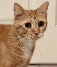 Roux and Red - Photo 4