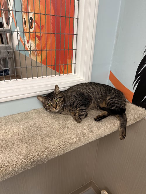 NINO - Tabby available for adoption