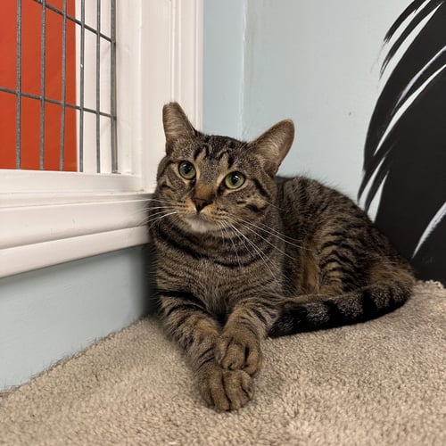 NINO - Tabby available for adoption