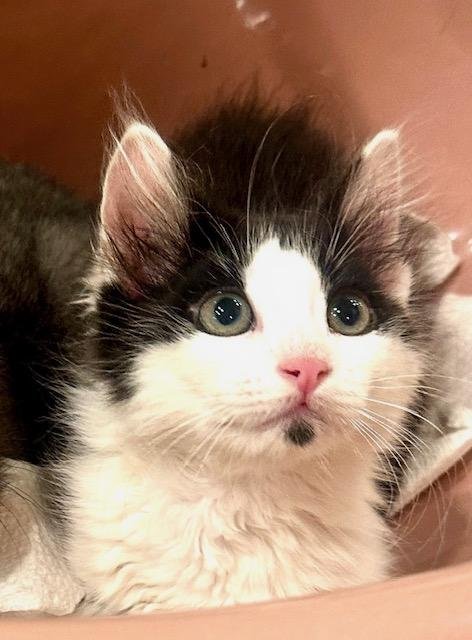 COLTON - Domestic Short Hair available for adoption