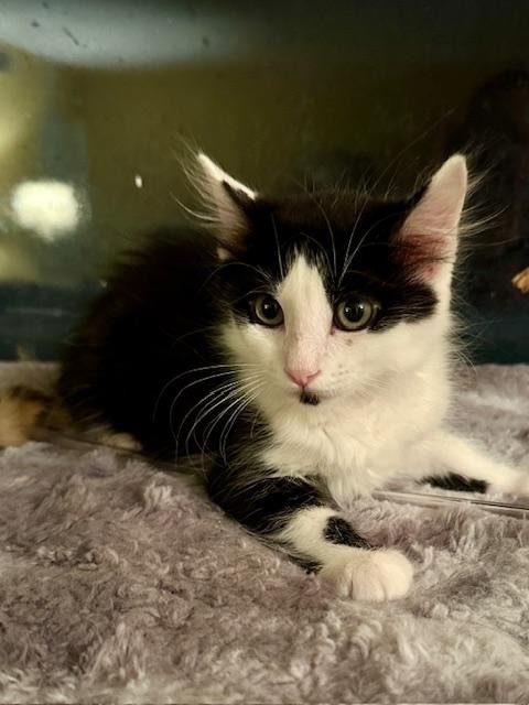 COLTON - Domestic Short Hair available for adoption