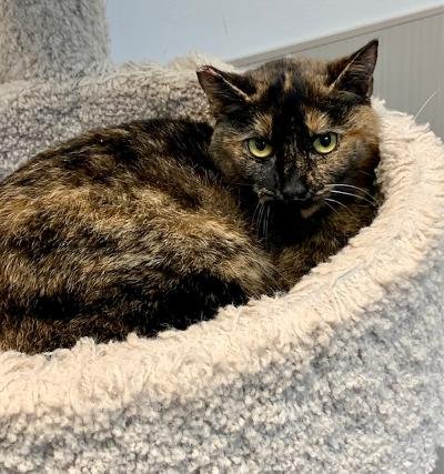 CANDACE - Tortoiseshell available for adoption