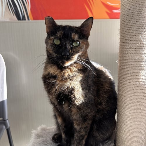CANDACE - Tortoiseshell available for adoption