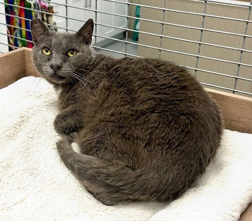 BUDDY - Russian Blue available for adoption