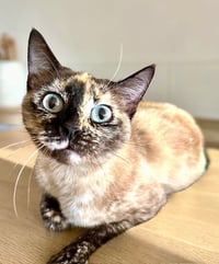 Mishu - Photo 1