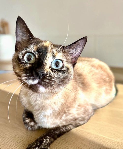 MISHU - Siamese / Tortoiseshell available for adoption
