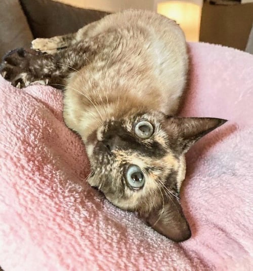 MISHU - Siamese / Tortoiseshell available for adoption