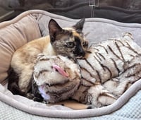 Mishu - Photo 3