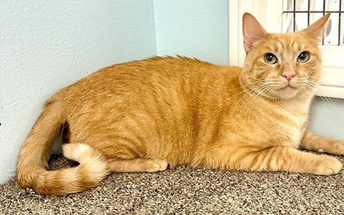 TY - Tabby available for adoption