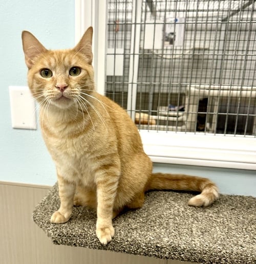 TY - Tabby available for adoption