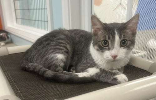 FIG - Tabby available for adoption