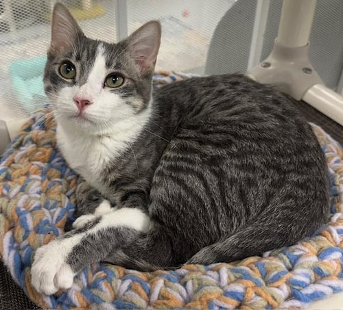 FIG - Tabby available for adoption