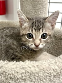 Scamp - Photo 2