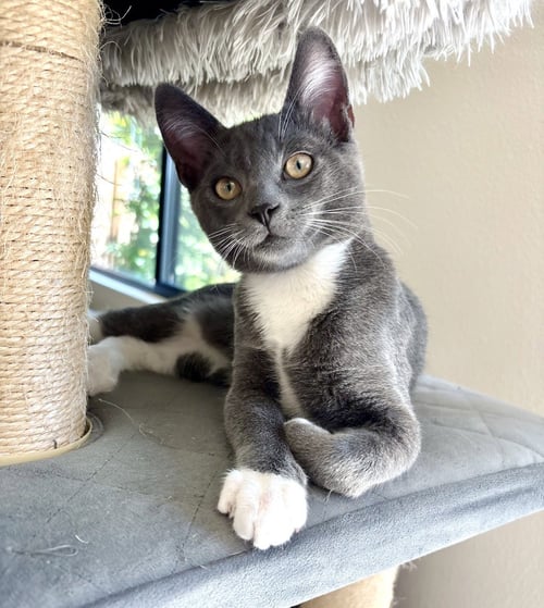 DUMPLING - Tuxedo for adoption in Thousand Oaks