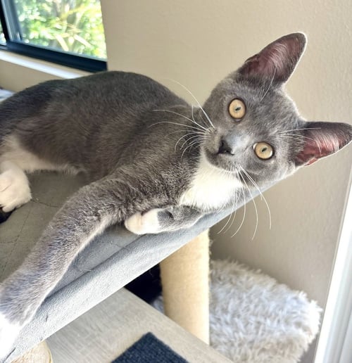 DUMPLING - Tuxedo available for adoption