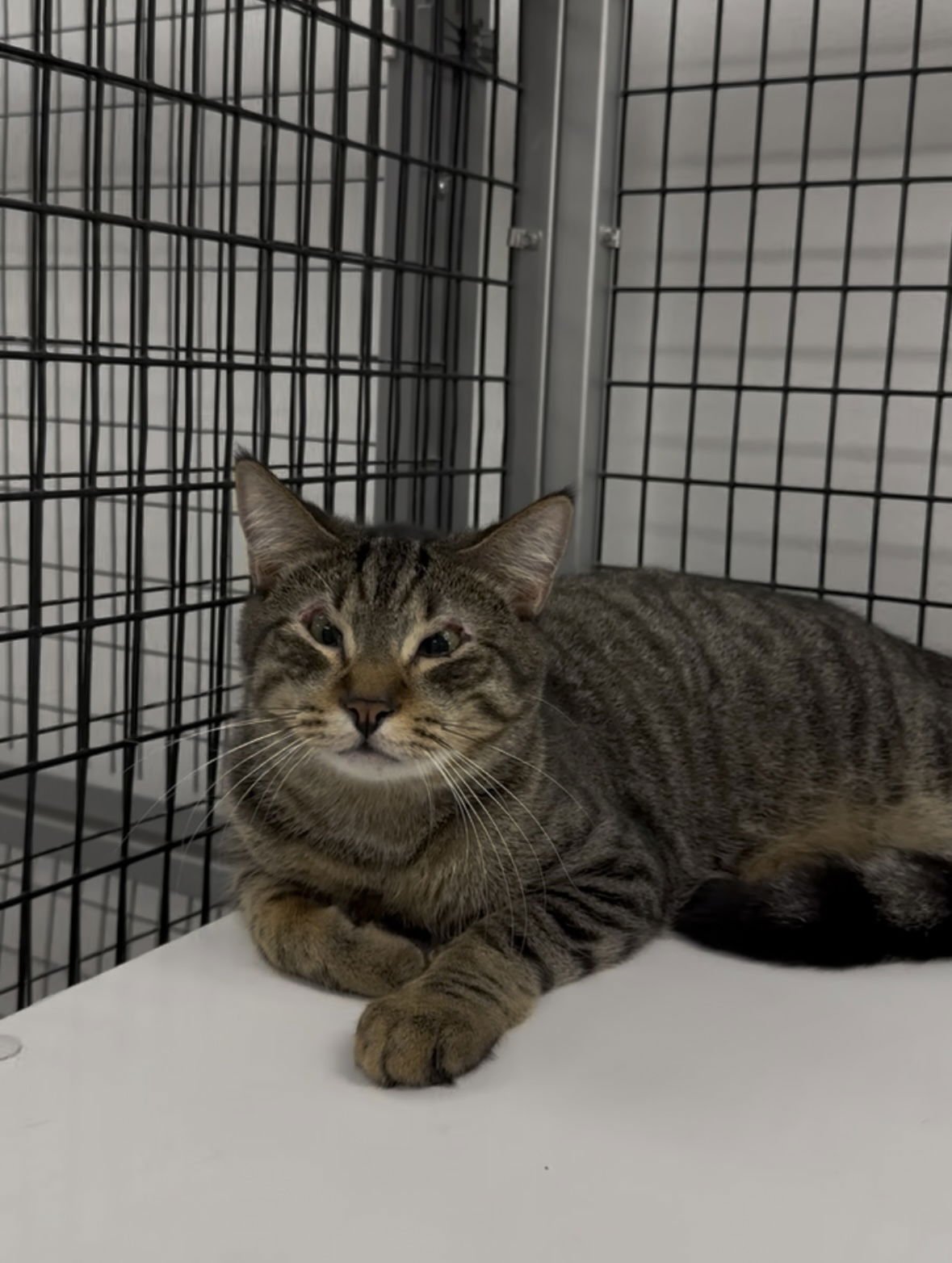 BENNY - Domestic Short Hair available for adoption