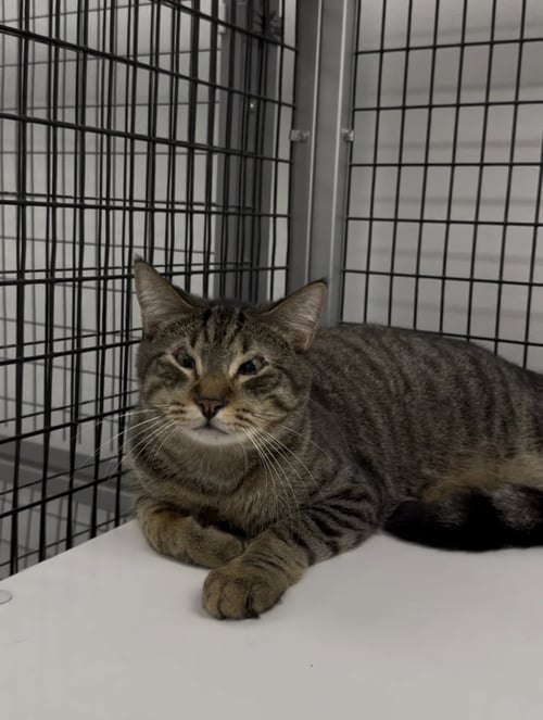 BENNY - Domestic Short Hair available for adoption