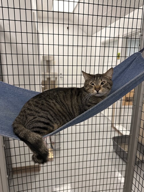 BENNY - Domestic Short Hair available for adoption