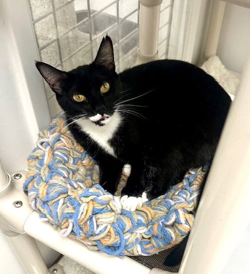 MELODY AND TEMPO - Tuxedo available for adoption