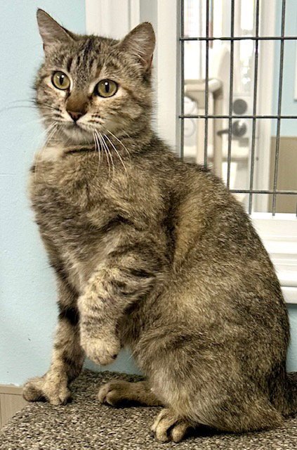 IRIS - Domestic Short Hair available for adoption