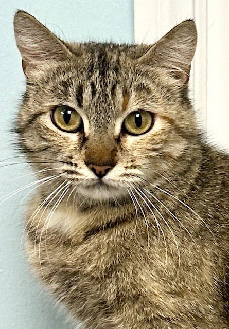 IRIS - Domestic Short Hair available for adoption