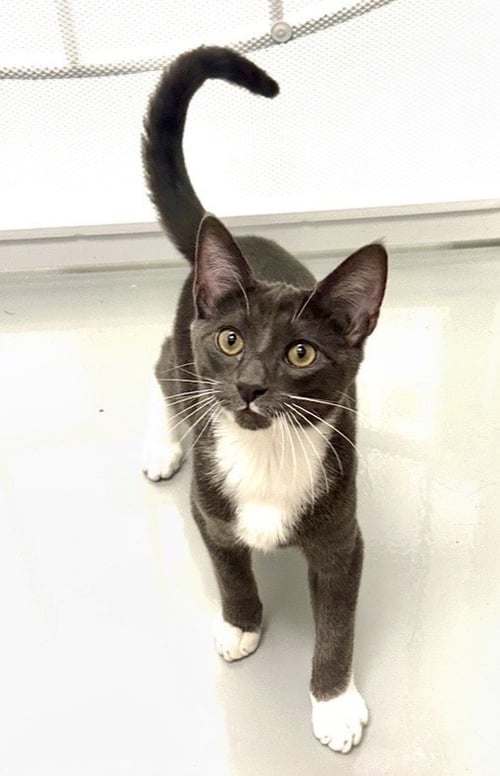 TEMPO - Tuxedo available for adoption