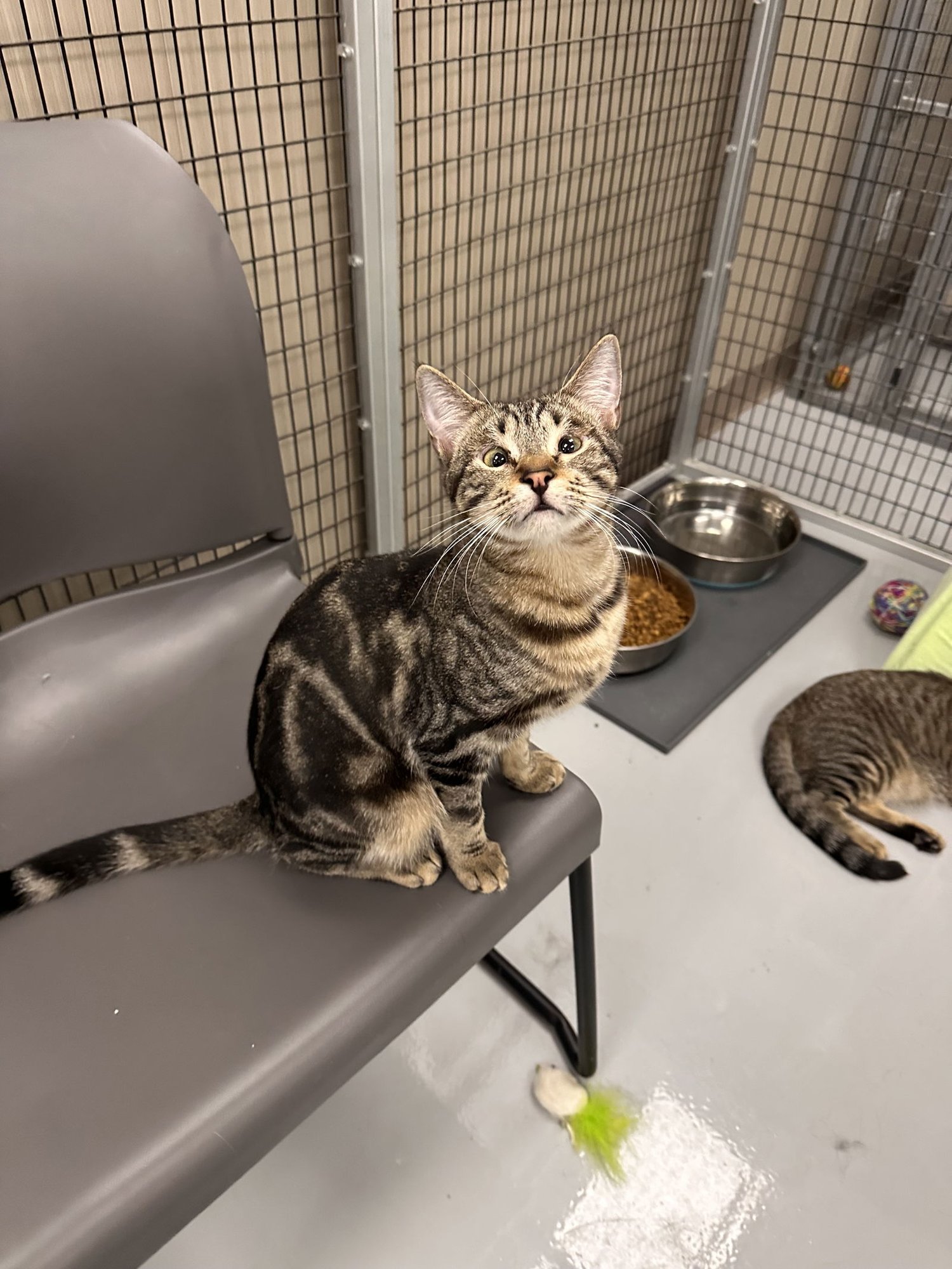 PENNY - Domestic Short Hair available for adoption