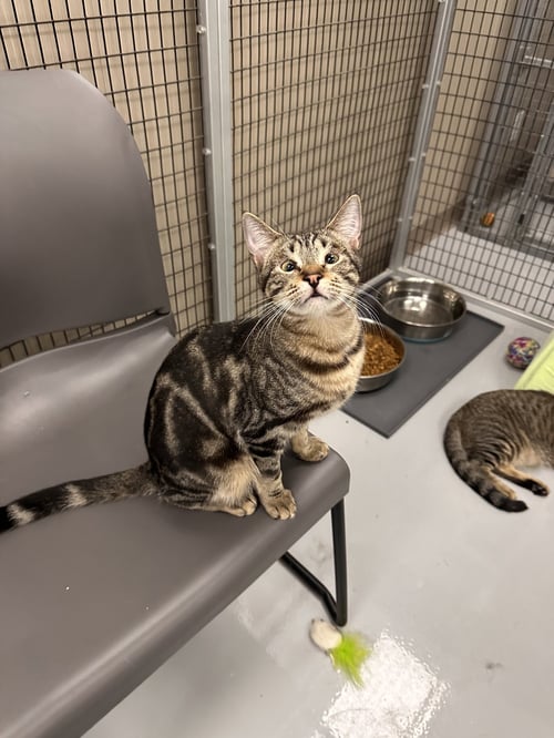 PENNY - Domestic Short Hair available for adoption