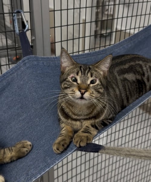 PENNY - Domestic Short Hair available for adoption