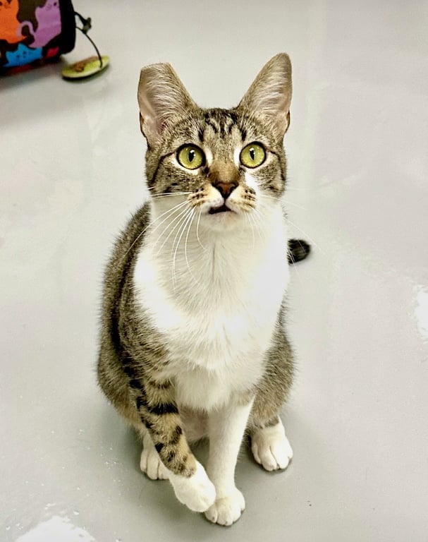 Gigi Image