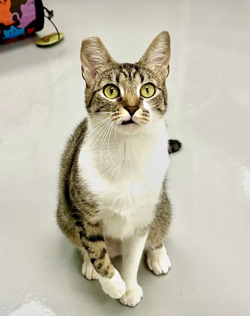 GIGI - Domestic Short Hair available for adoption