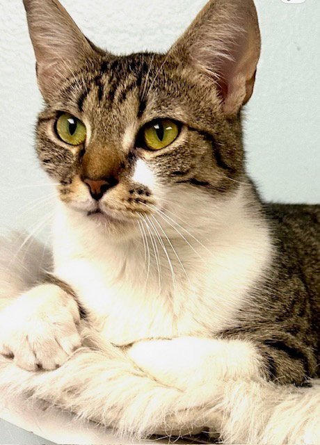 GIGI - Domestic Short Hair available for adoption