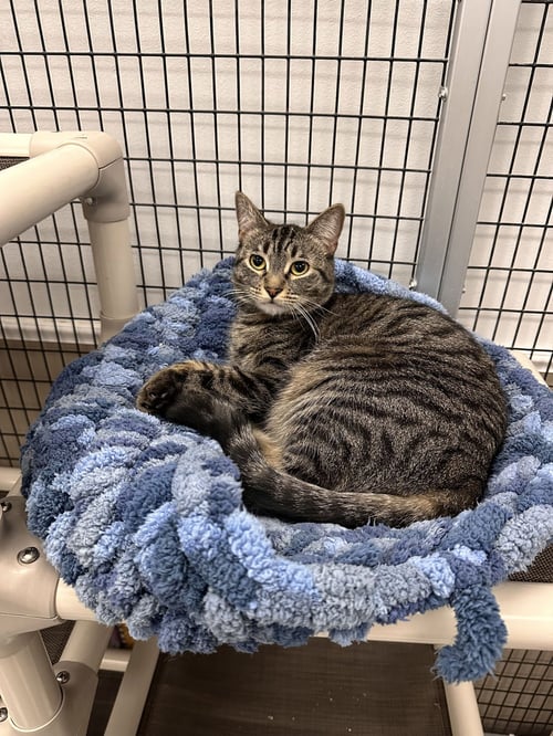 BOO - Domestic Short Hair available for adoption
