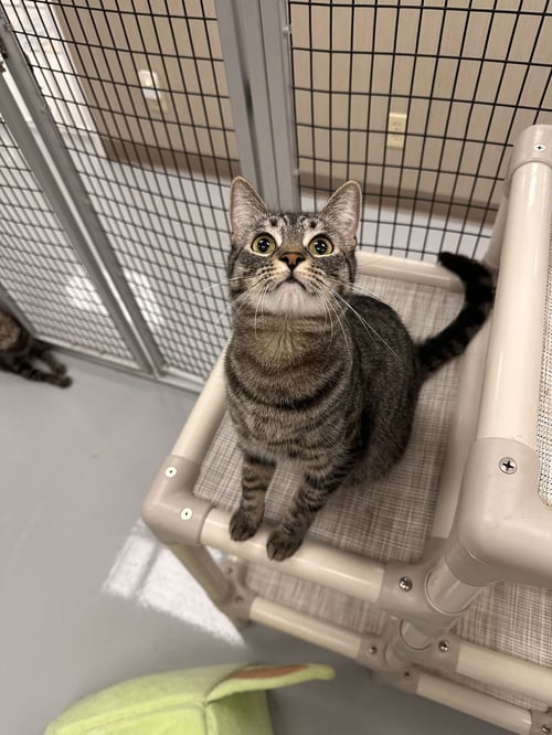 BOO - Domestic Short Hair available for adoption