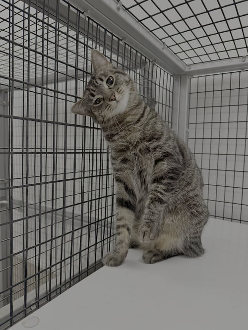 BOO - Domestic Short Hair available for adoption