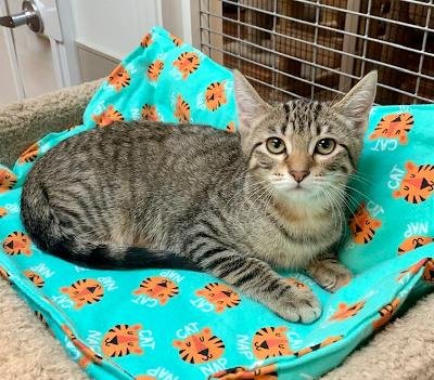 PARSLEY - Tabby available for adoption