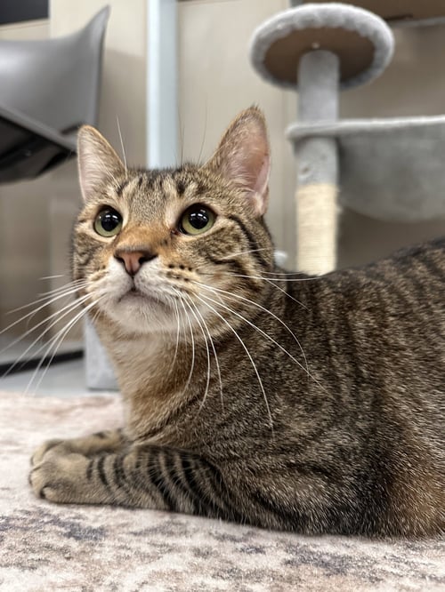 PARSLEY - Tabby available for adoption