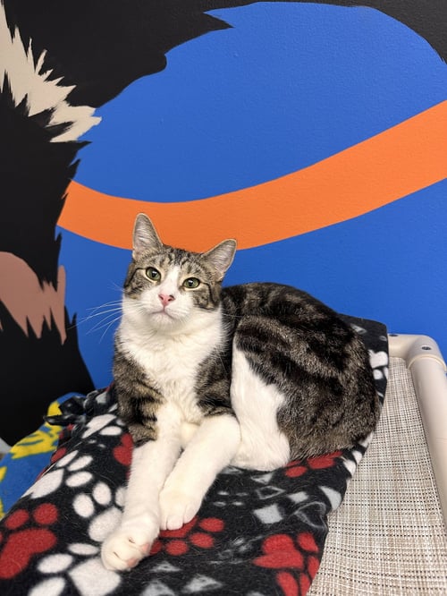 DEL - Tabby available for adoption